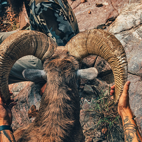 A man with arm tattoos holding ram horns